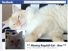 Реклама в Facebook помогла хозяину найти потерявшегося кота